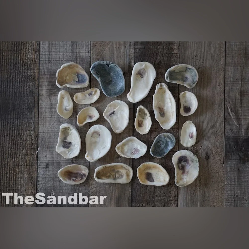 Florida Oyster Shells Smooth Edge Oyster FL Beach Shells Vase Filler TheSandbar
